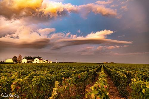 1本あたり110,000円(税込) 送料無料 ソウメイ ル セクトゥール 6本